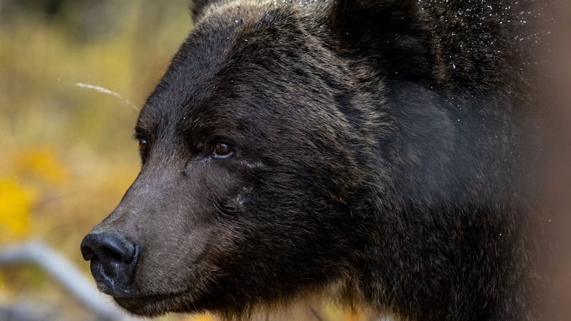 Bear 122, a large male grizzly known by locals as 'The Boss,' is seen in Banff. (Jason Leo Bantle/All in the Wild Photography)