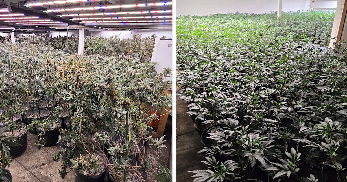 多伦多附近Brampton破获非法大麻种植场 逮捕两人查获价值150万大麻