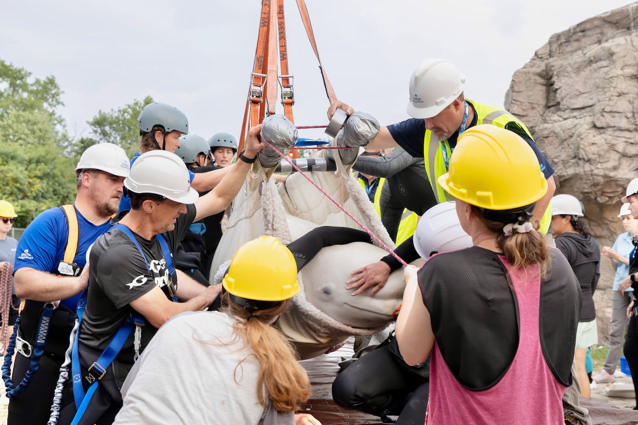 People lift a whale on a device.