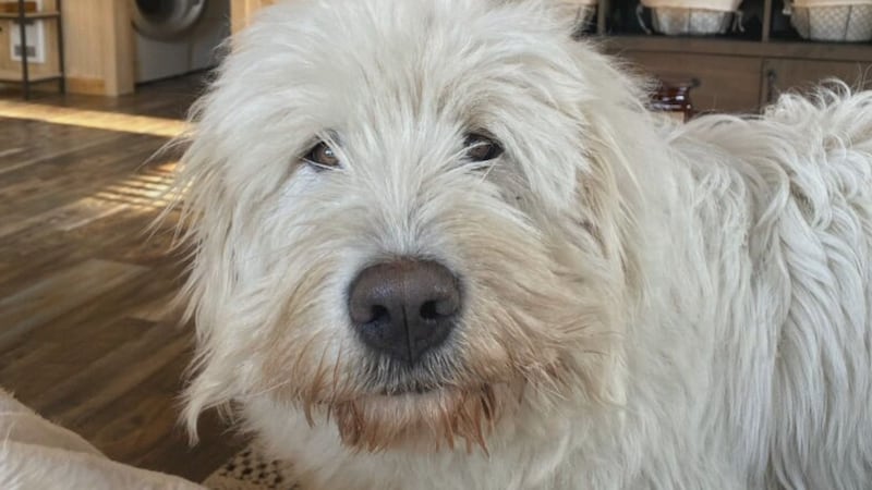 BC Williams Lake附近法令引争议 家犬遭夹陷身亡引发公众呼吁（配图2）