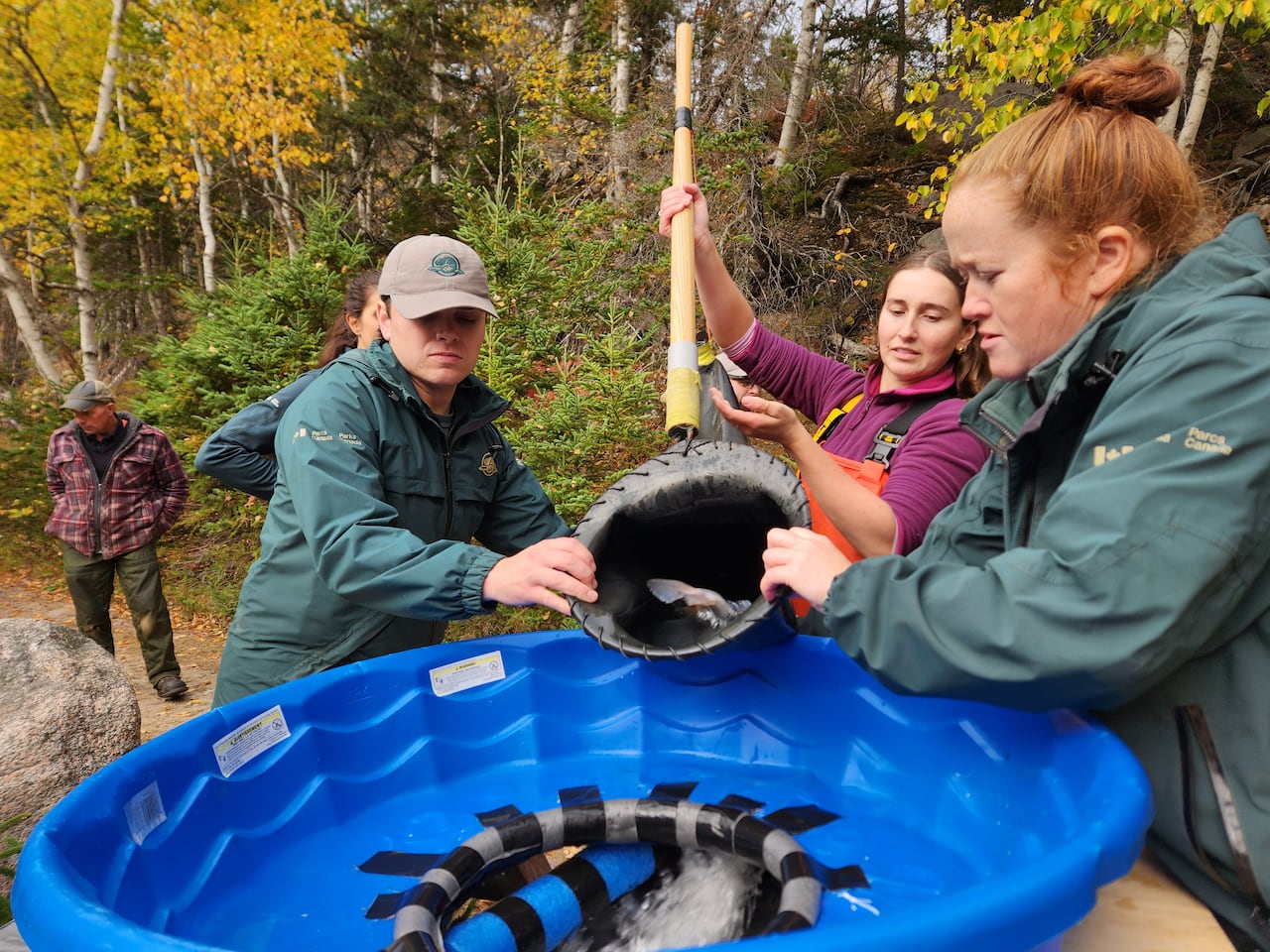 Parks Canada and a river association transfer young salmon from a river in Cape Breton Highlands National Park.