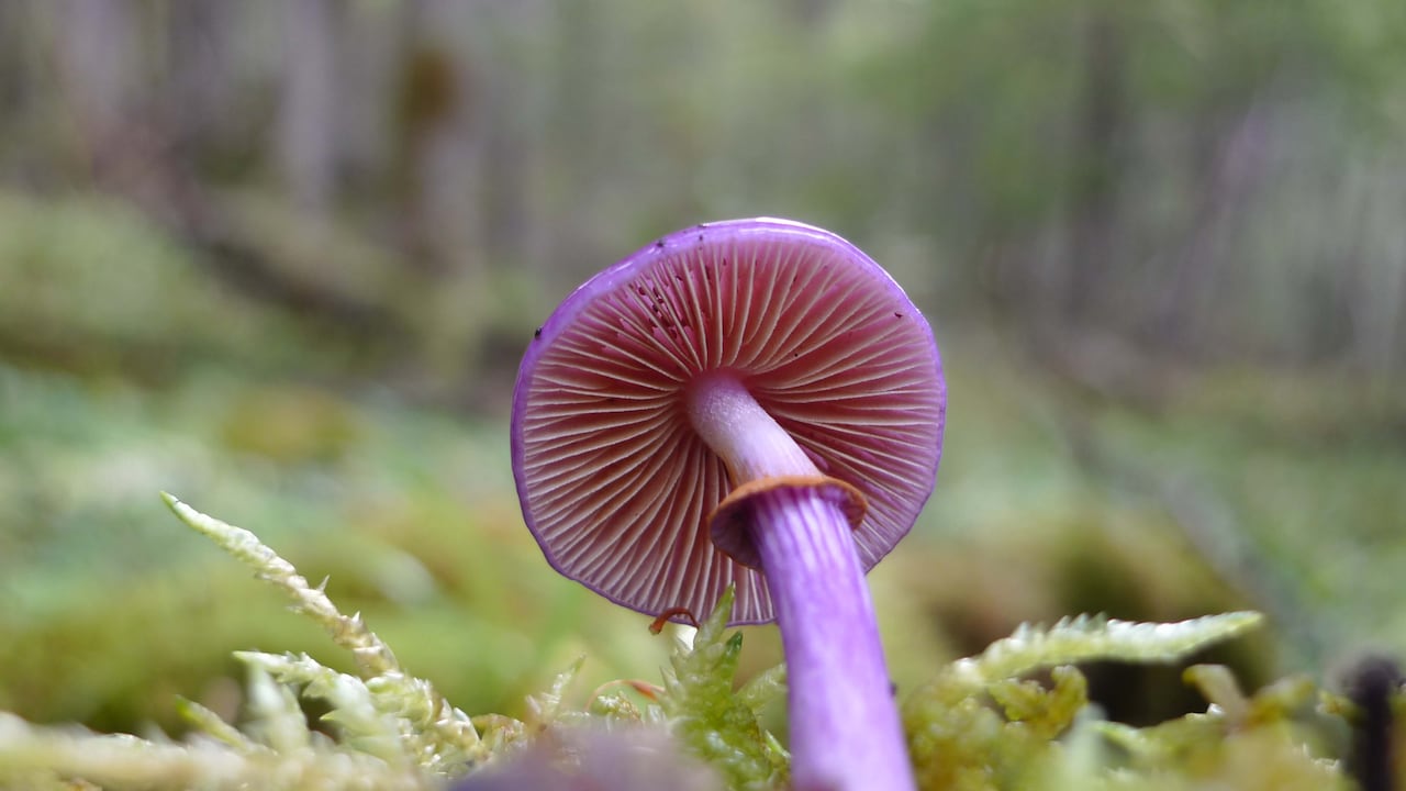 Purple mushroom