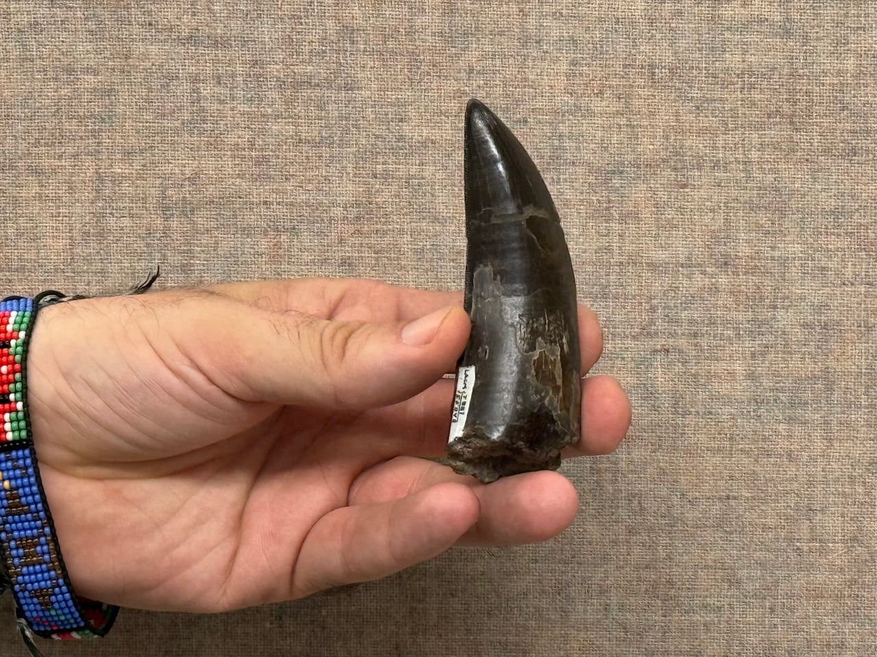 Hand holding a large, pointed tooth