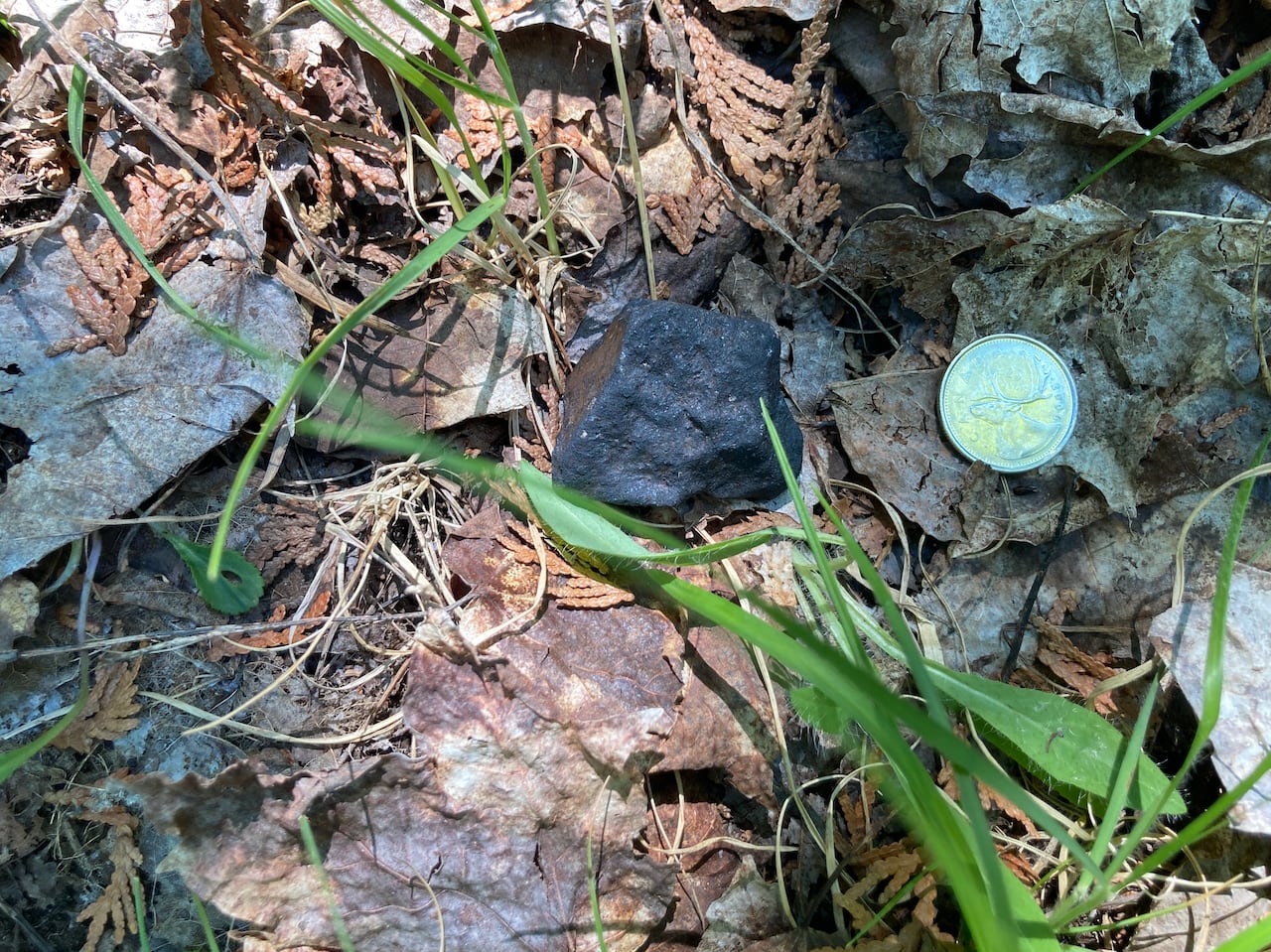 Dark meteorite rock on the grass next to a coin.