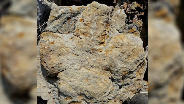 北哥伦比亚发现珍稀鸭嘴恐龙足迹 揭示8500万年前远古三角洲生态