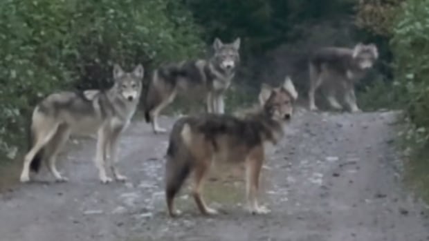 纽芬兰神秘犬类现身 多伦多华人如何应对野生动物的新挑战？（配图2）