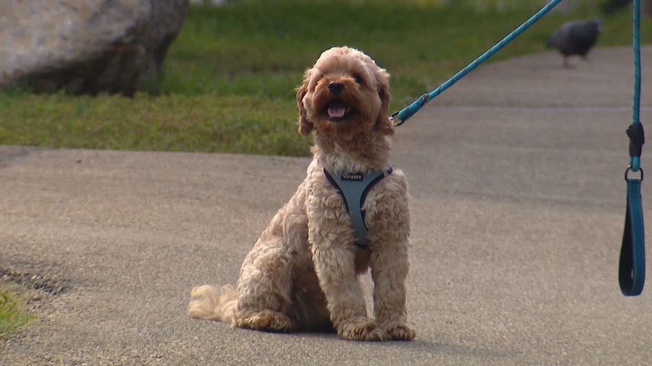 A beige King Charles Cavalier spaniel and mini poodle mix sits on a trail in a park. He is wearing a blue harness and his blue leash can be seen dangling on the right side of photo.