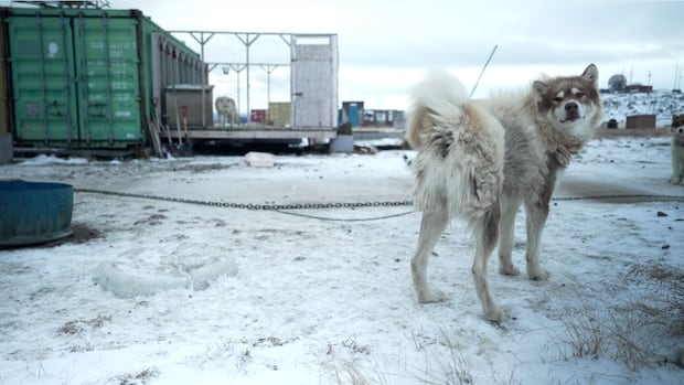 科学新研究解析雪橇犬短腿之谜 当地因纽特人早已洞悉（配图1）