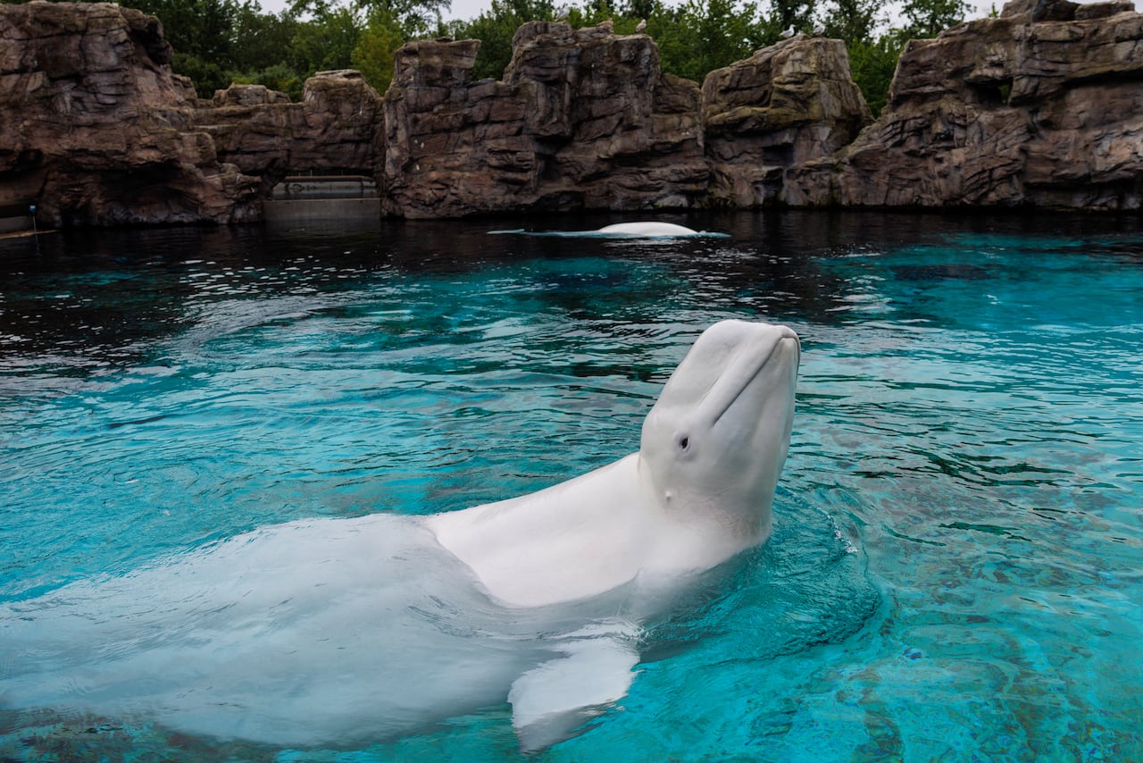A whale pokes its head out of the water