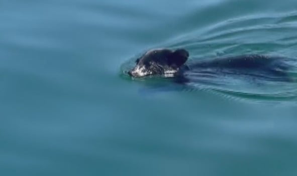 A bear cub is pictured swimming in Okanagan Lake.