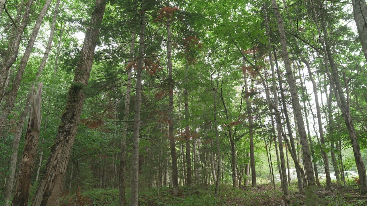 A green forest full of different kinds of trees. Some of the evergreens are turning a rusty red colour.