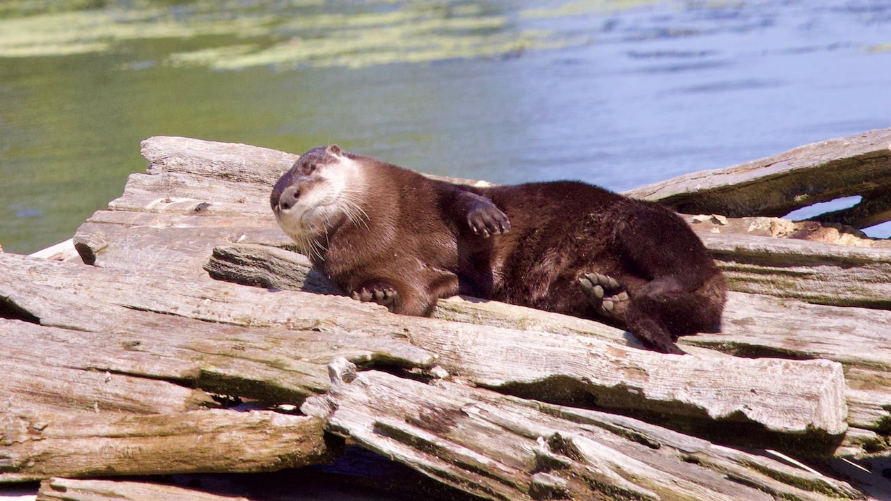 An otter lays down on a log in the sun by a body of water.