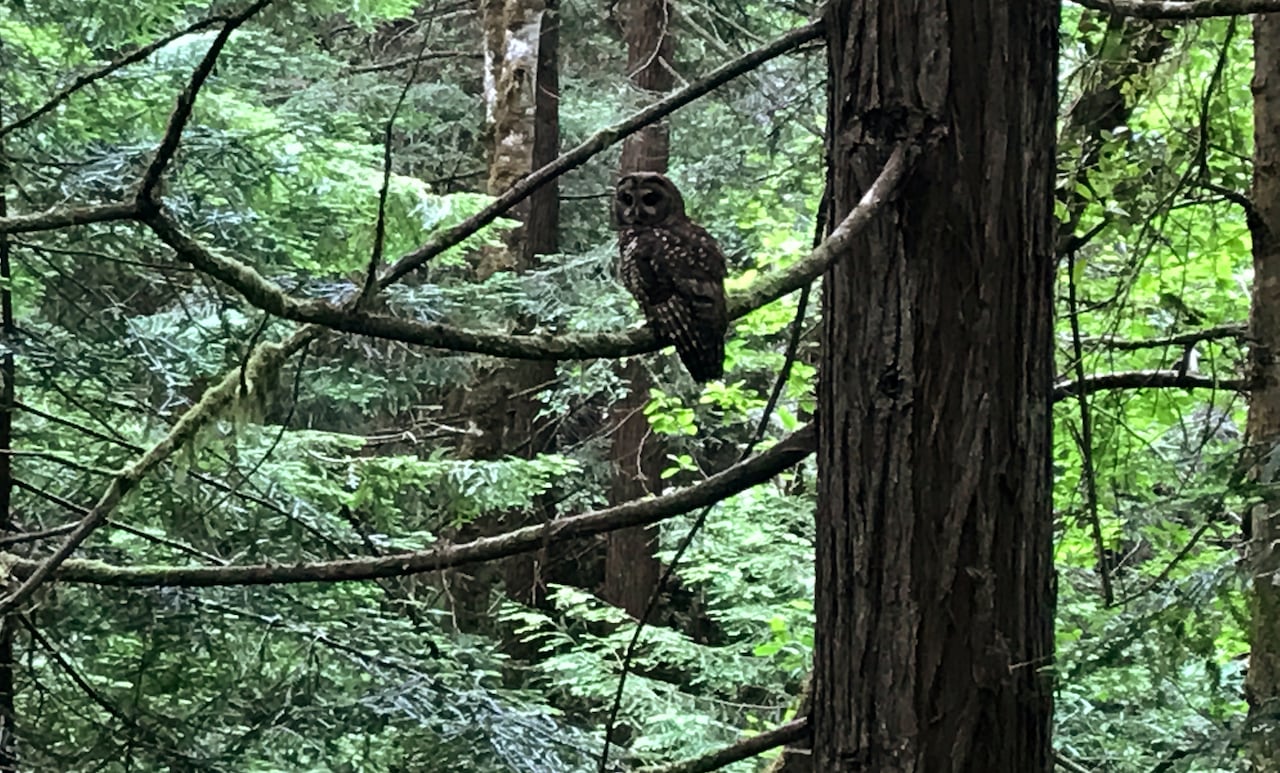 An owl in a shadowy forest.