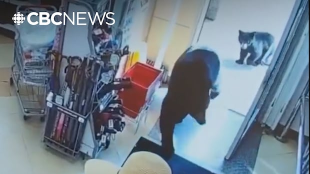 卑诗Hope市熊妈妈带崽闯药店后被安乐杀，野生动员聚焦城市出没现象（配图2）