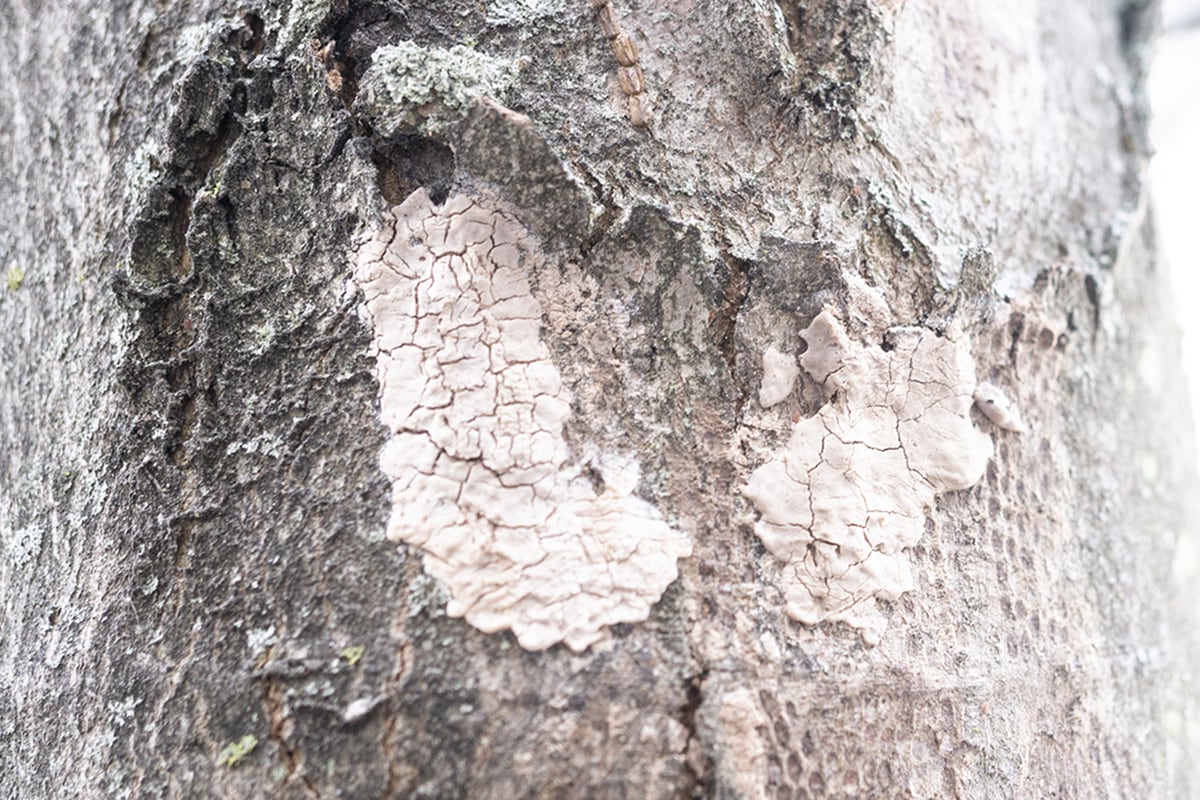 Insect egg masses on a tree trunk.