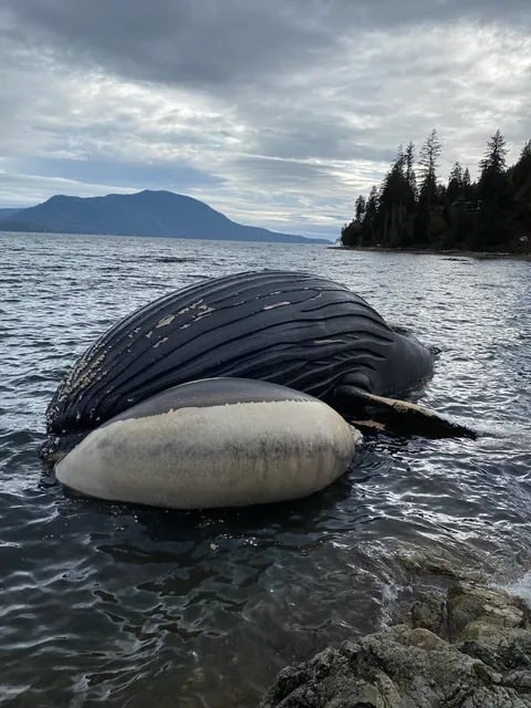 Dead whale floating