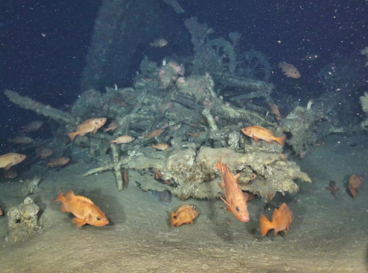 Many fish swim around a shipwreck.