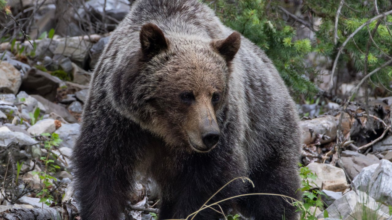 a grizzly bear