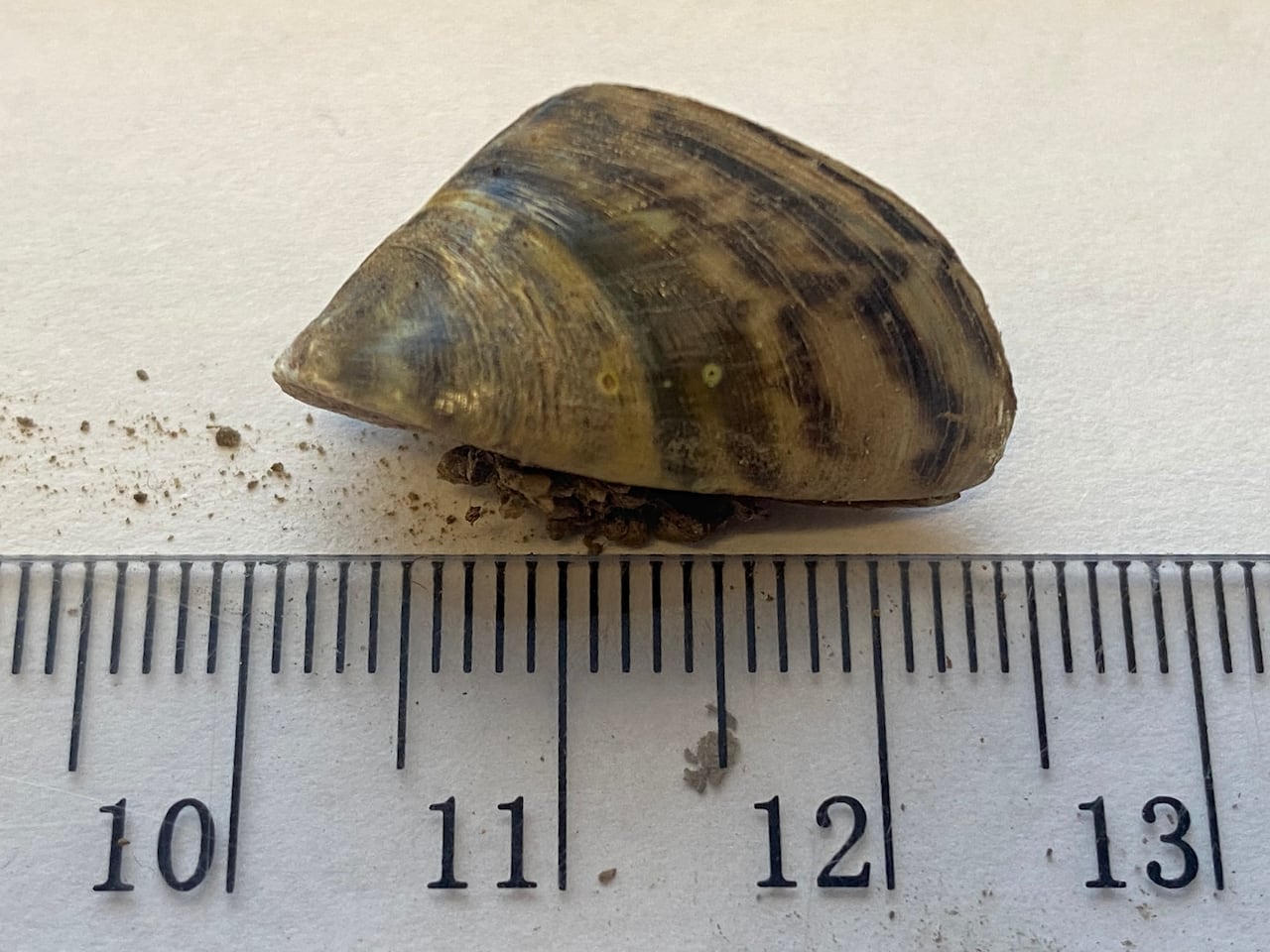 A small mussel with stripes set on a desk next to a measuring stick