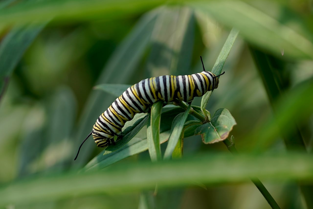 A green, black and white-striped caterpillar rests on a leaf in the sun.