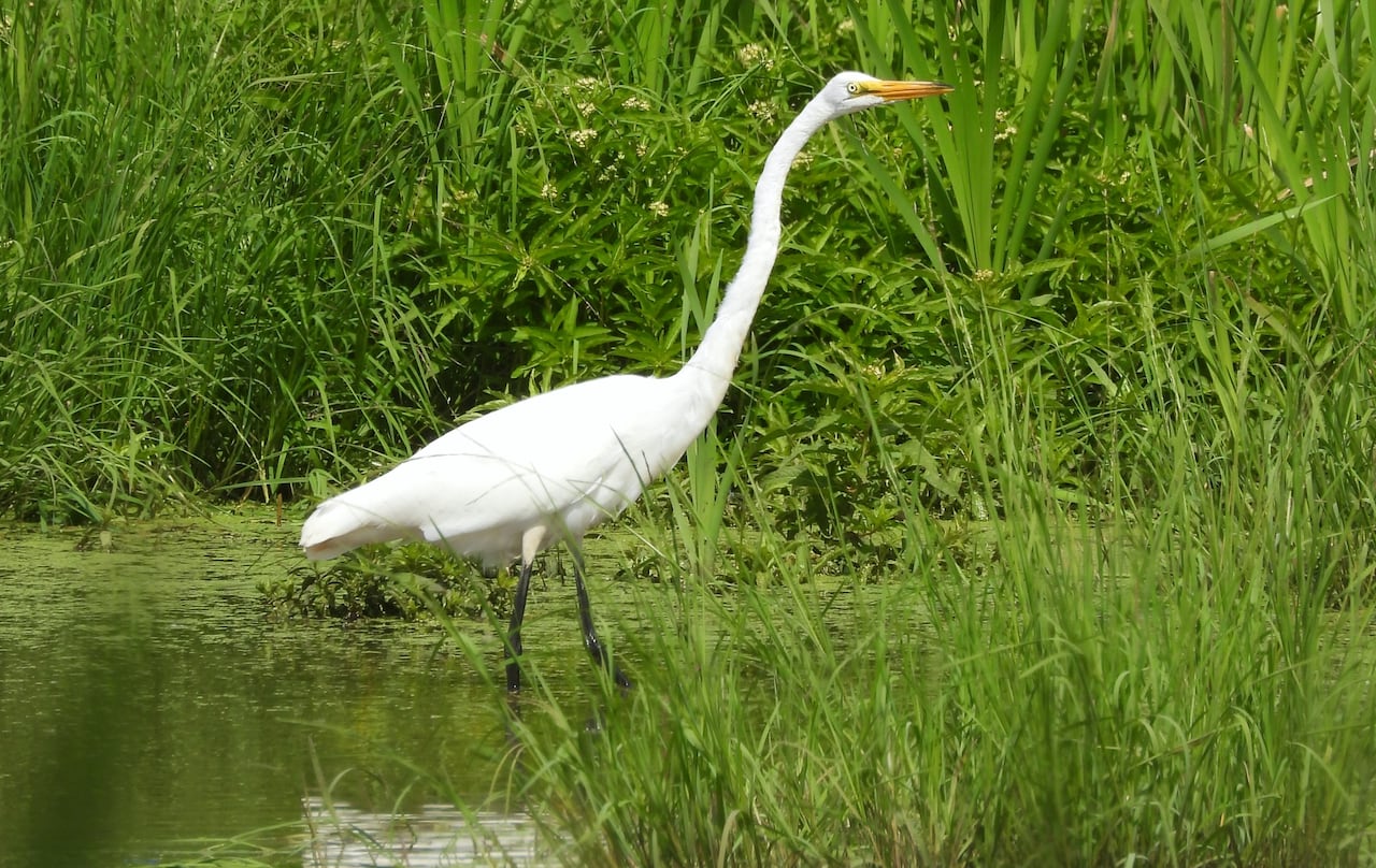 A white bird with a long neck standing in a shallow area of water
