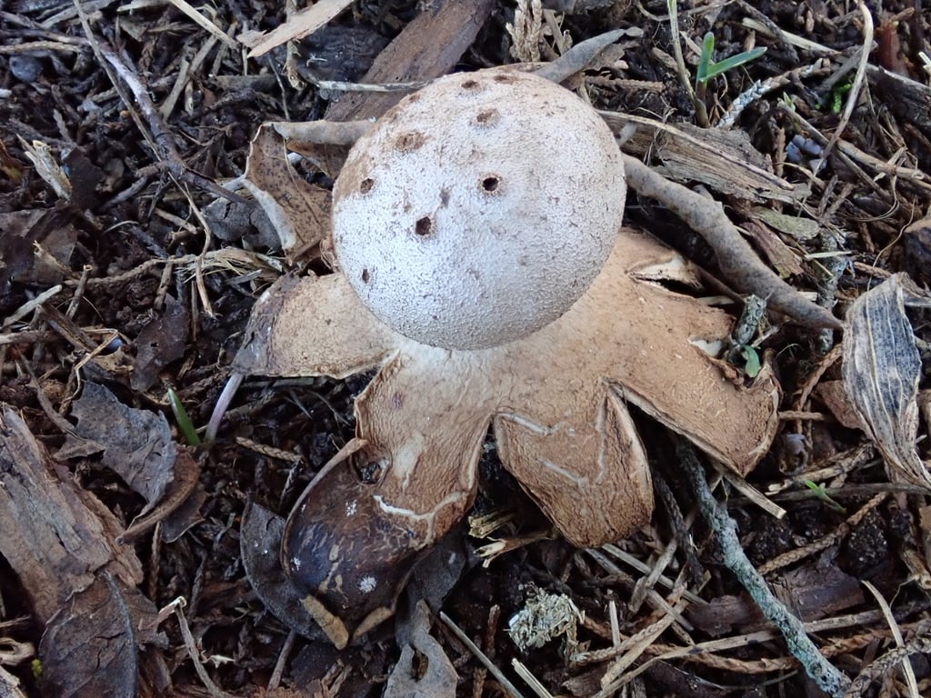 Mushroom with holes in the top, surrounded by star-like petals on the forest floor