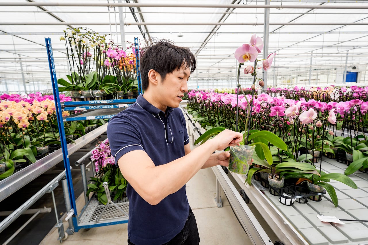 A man stands for a portrait inside a greenhouse with rows of flowing orchids organized by colours.