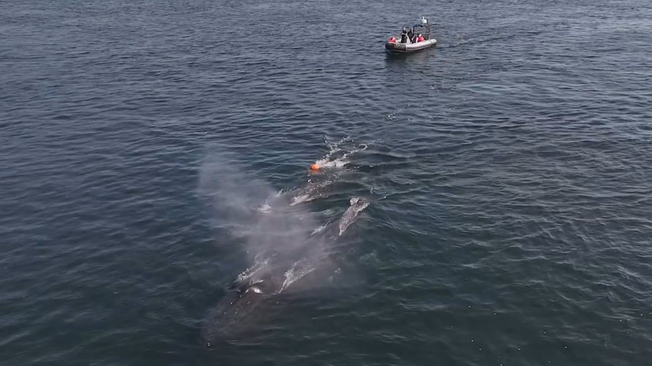 The Marine Mammal rescue team responds to a fresh entanglement, one of approximately a dozen in the last couple months.