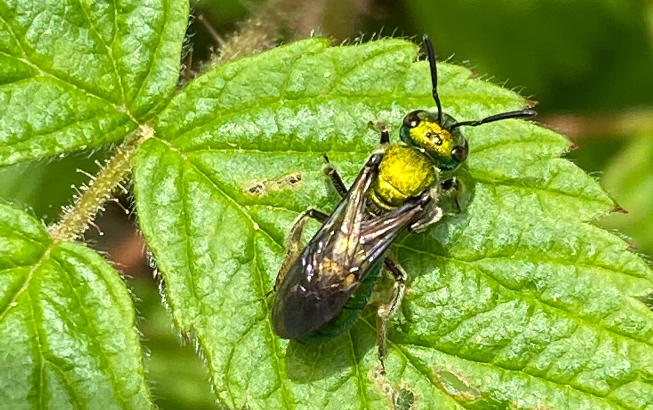 Green metallic bee on leaf