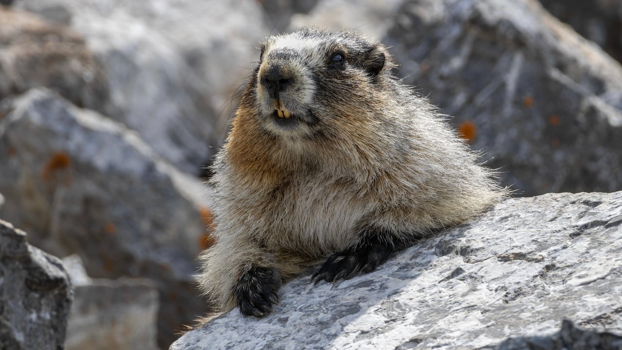 A marmot.