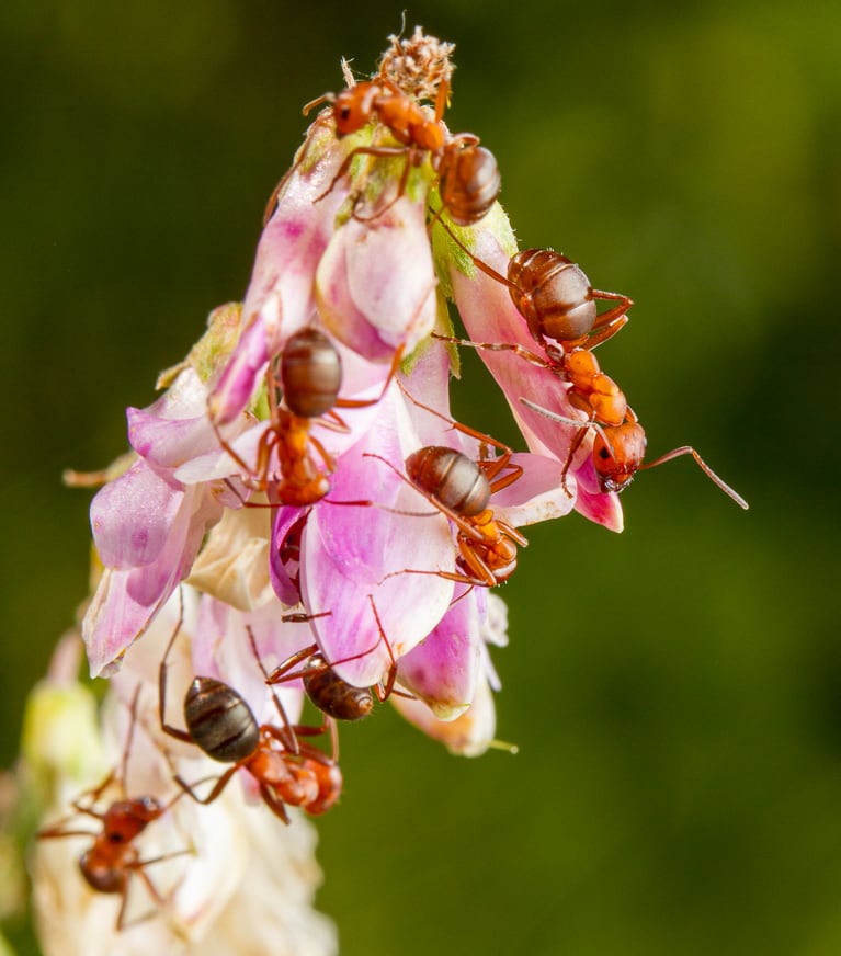 A pink flower with several ants clinging onto the petals.