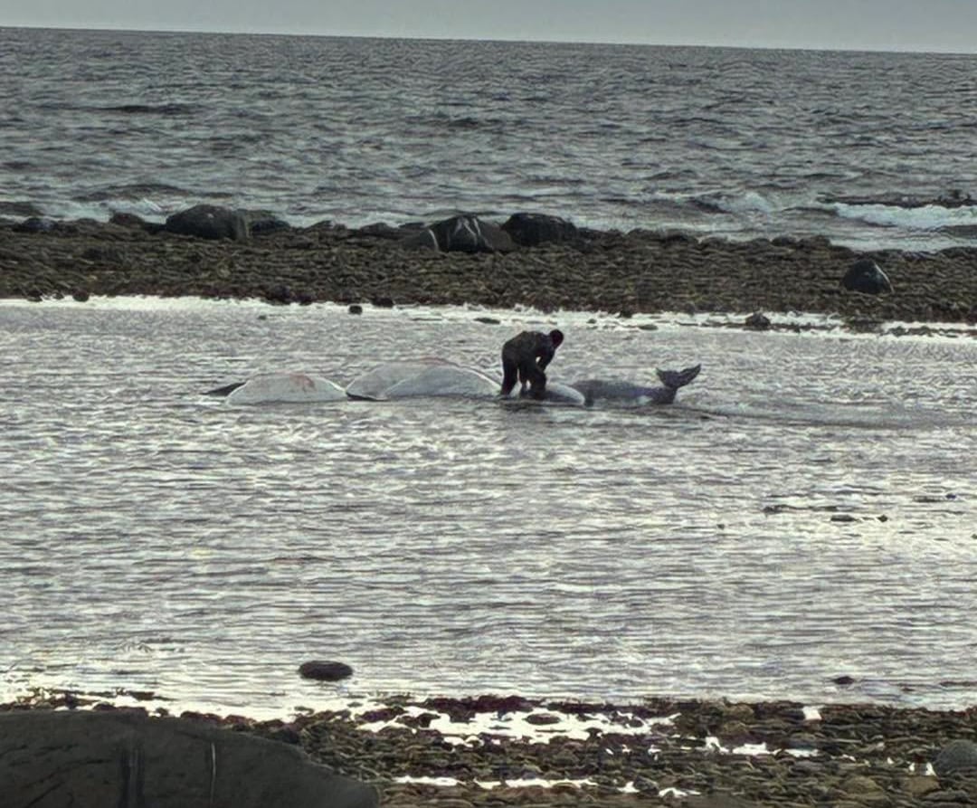 A conservation officer leans in to turn a stranded whale on a beach
