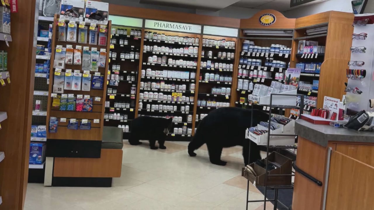 A female bear and her cub inside a pharmacy.