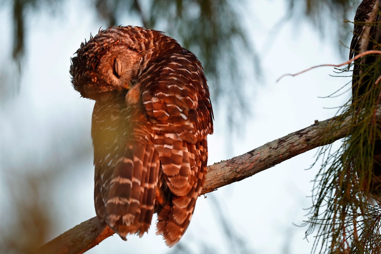 An owl rests its head into its body while perched on a branch in golden light.