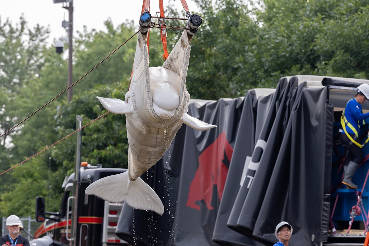A white beluga whale is lifted in the air in a sling by a crane.