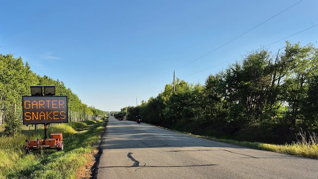 保护草原蛇免遭车祸 多伦多郊区道路将增设特别防护措施