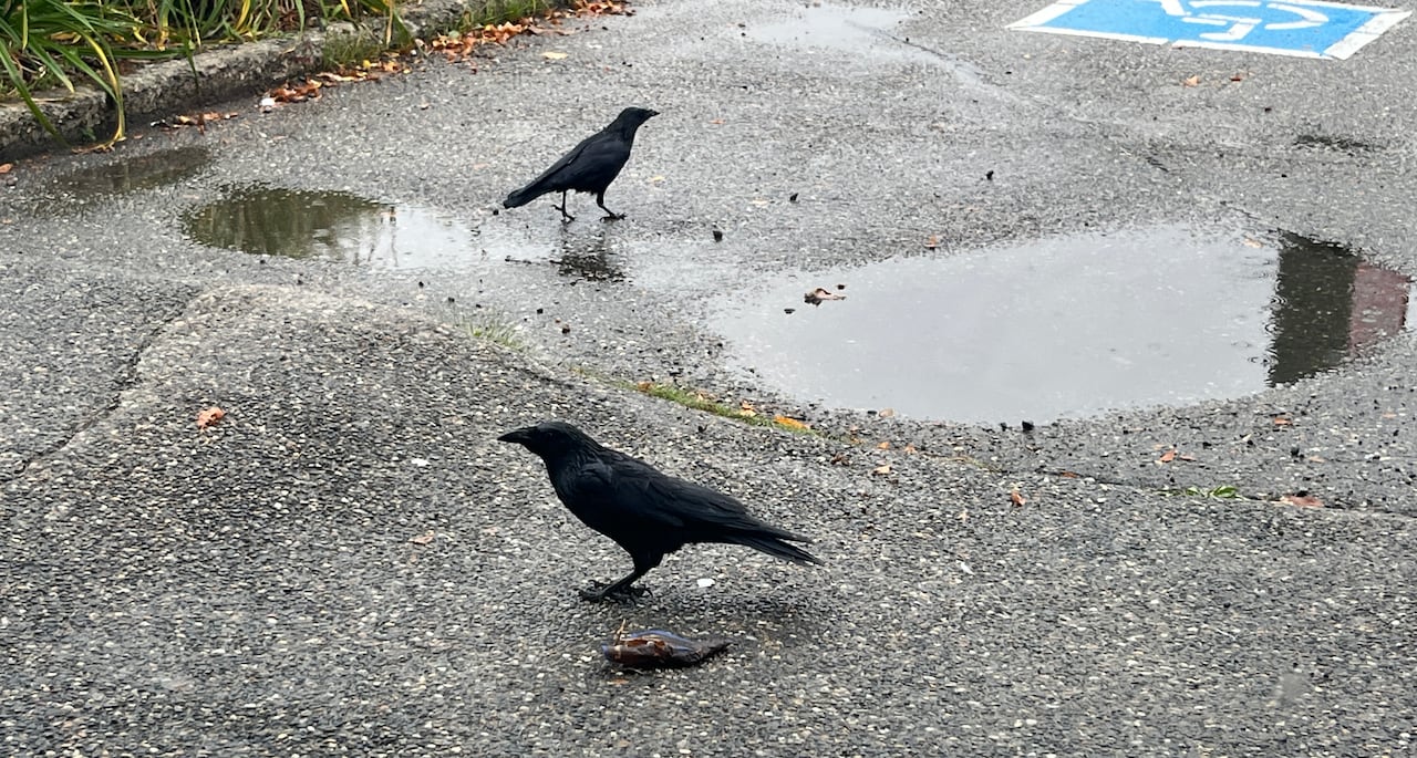 Two crows.