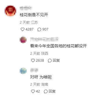 全国各地的桂花都没开 玉兰、樱花却反季开放(组图)
