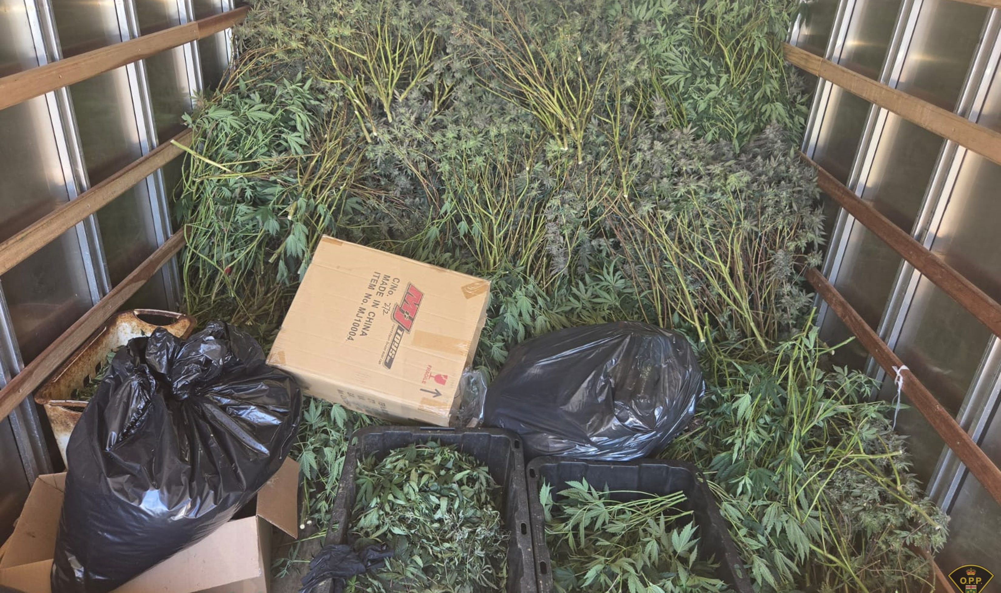 布兰普顿警方查获价值150万非法大麻，突击摧毁种植窝点