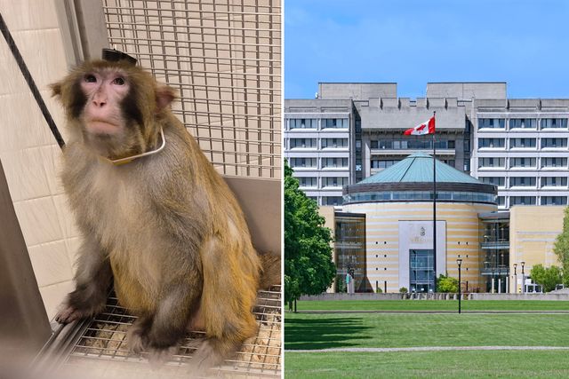 约克大学回应猴子实验争议：坚称未违反动物保护规定