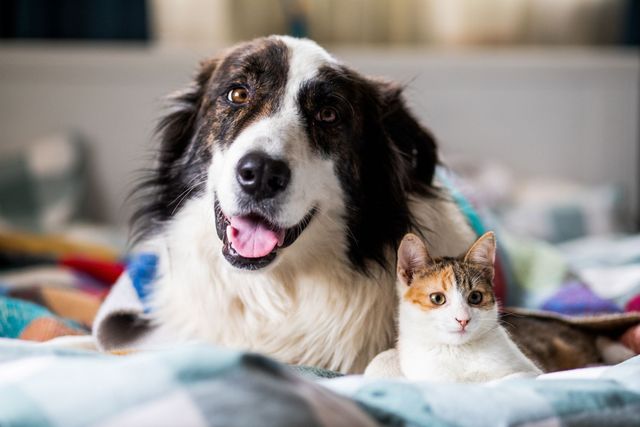 2026年多伦多最受欢迎的宠物名字出炉：Luna成犬猫通用热名