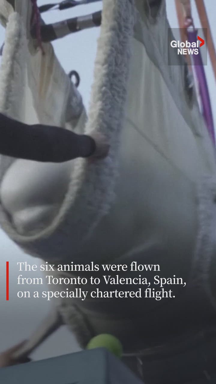 芝加哥水族馆称接收自加拿大水上乐园的白鲸健康状况堪忧（配图2）
