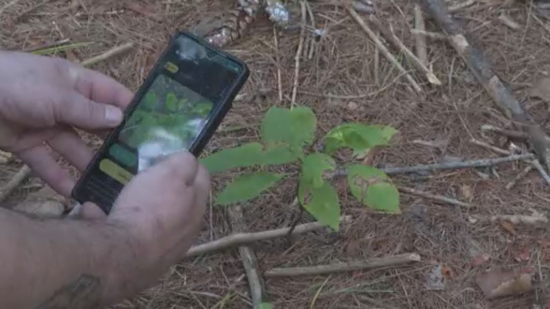 WildQuest游戏APP把野生动物摄影变成有趣的“市民科学”体验