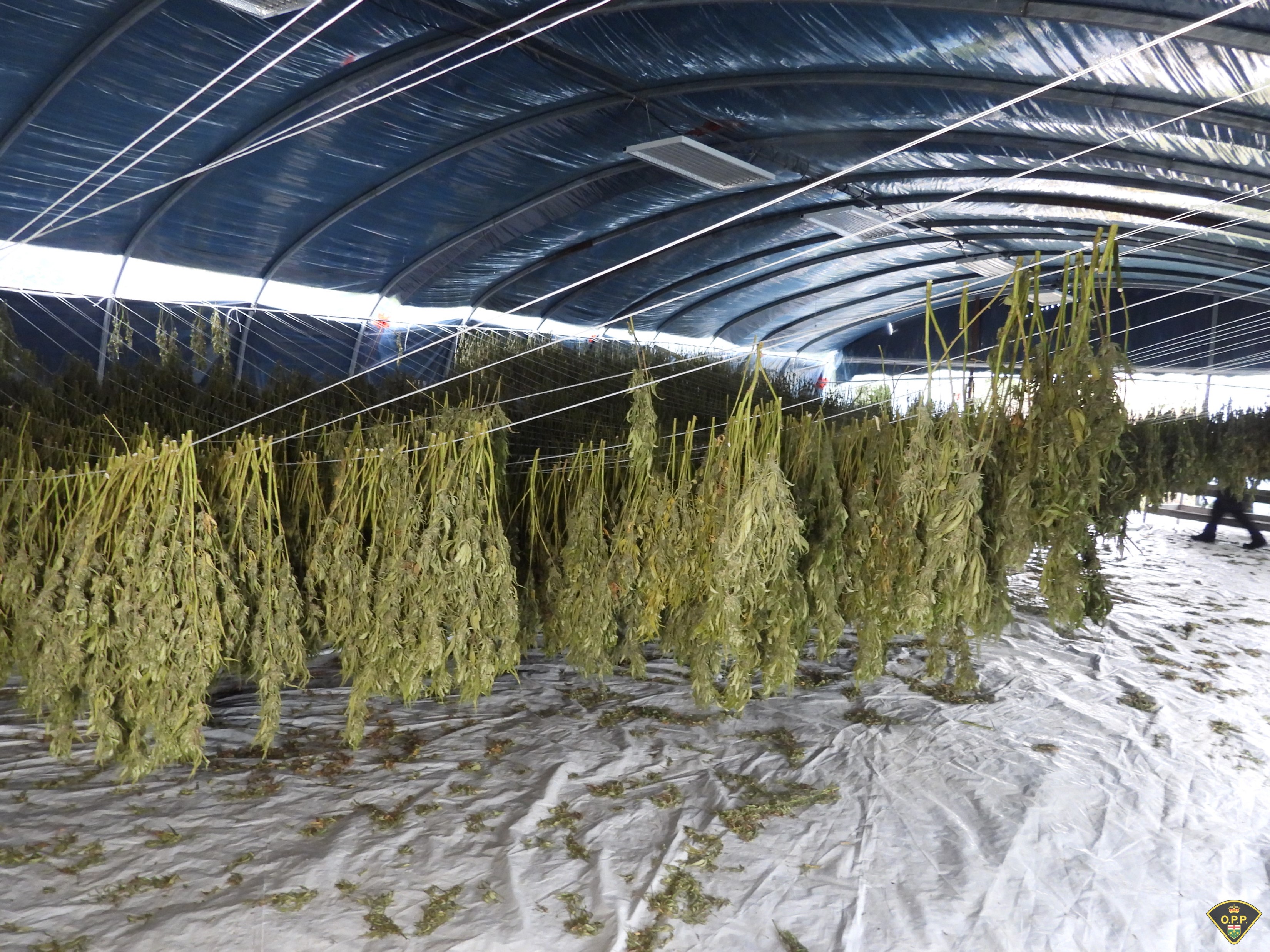 多伦多附近莫霍克保护区查获价值近300万非法大麻，8人被控（配图2）