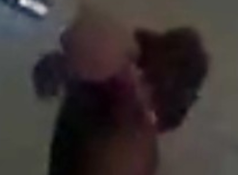 Possible pit bull mix sought in fatal Toronto dog attack; Image released in Hami ...