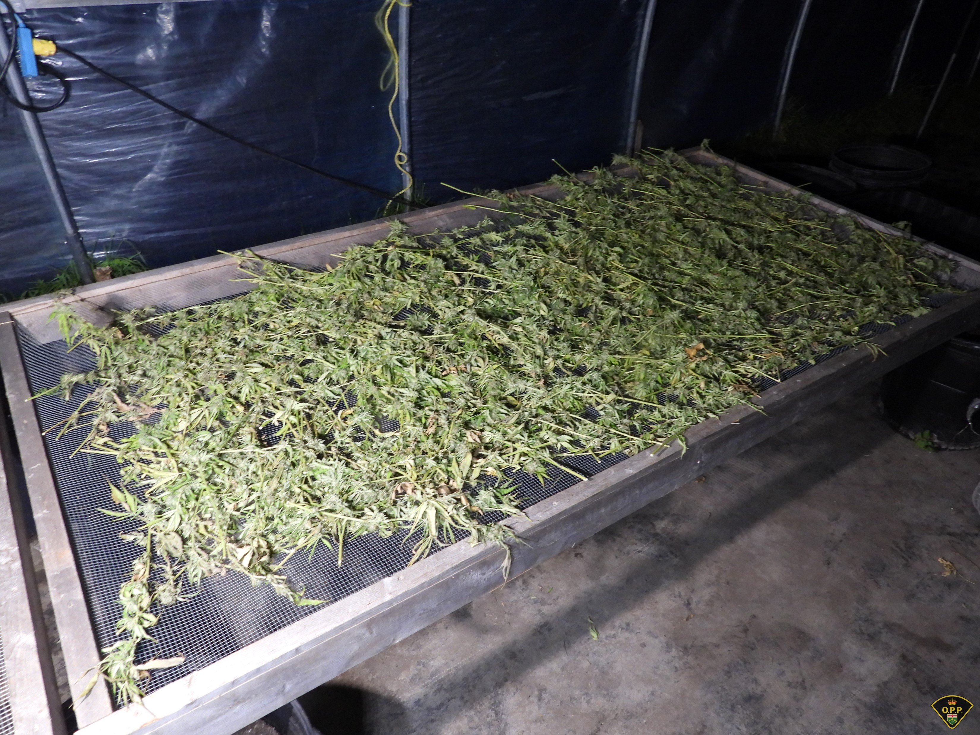 多伦多附近莫霍克保护区查获价值近300万非法大麻，8人被控（配图3）