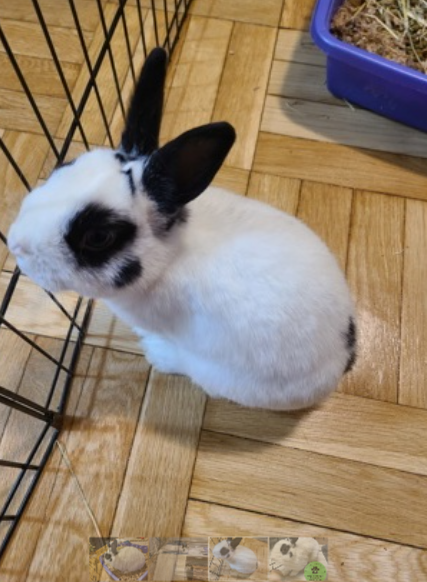 Snoopy the rabbit