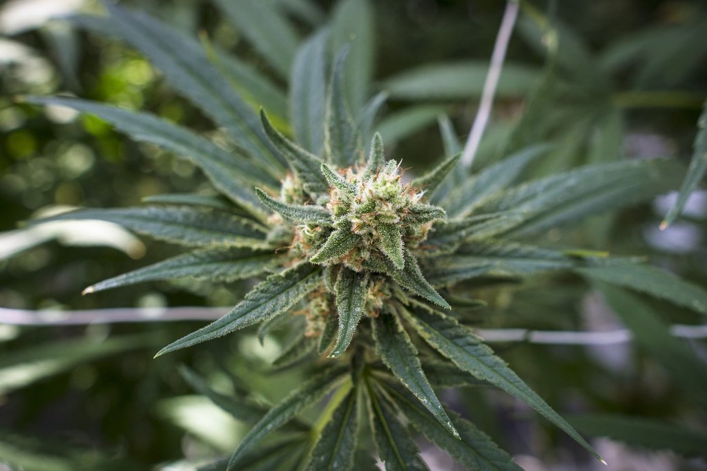 2人在安大略省占领了价值200万美元的价值200万美元的非法大麻：警察 ...