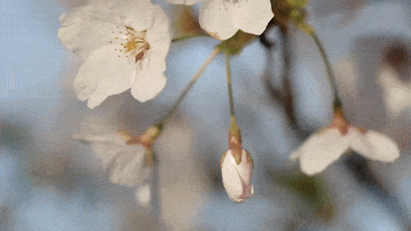 多伦多樱花季来了 这5个赏樱地真的美到失语