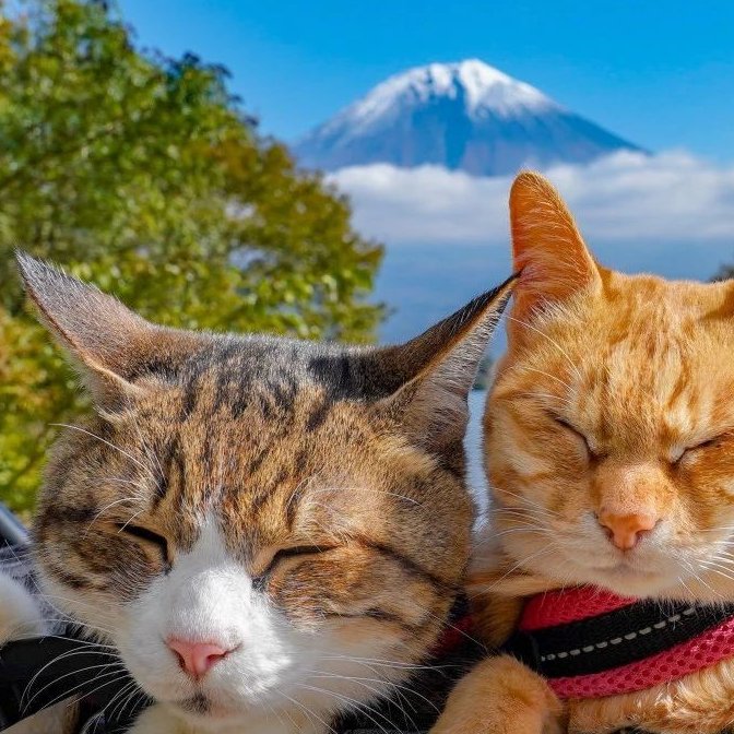 这对日本夫妇带着两只猫旅行 美照惊艳了网友（配图4）